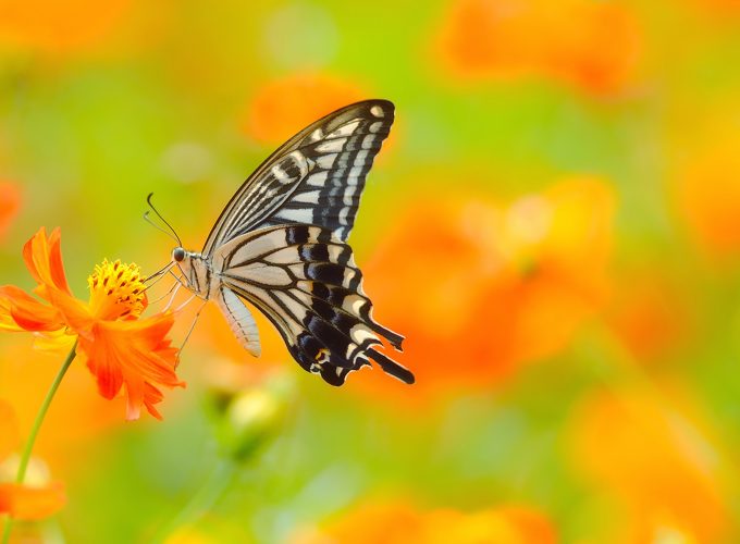 Wallpaper butterfly, 5k, 4k wallpaper, colorful, flowers, yellow, insects, Animals 848854280